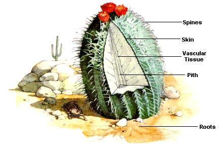 Cactus anatomy