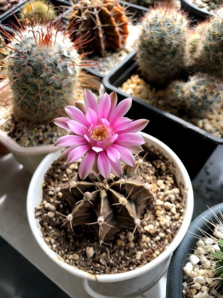 Cactus in bloom
