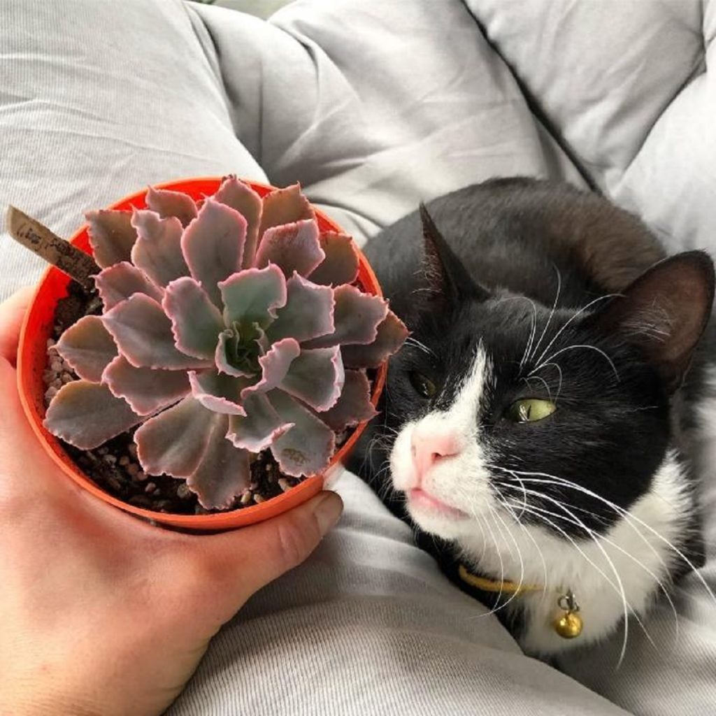 cat - are succulents poisonous to cats