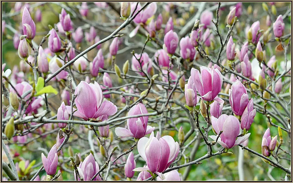 Classic Purple Magnolias ph nutrient availability