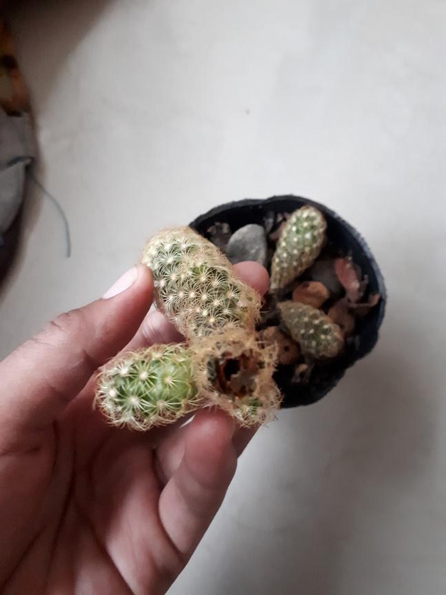 why does a cactus turn yellow and brown how to save it