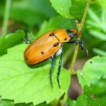 How to Effectively Manage the Grapevine Beetles?