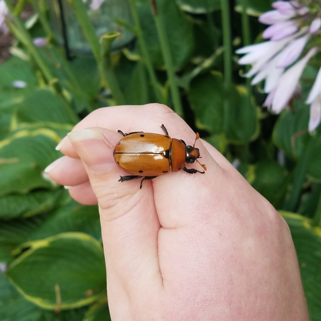 Grapevine beetle with its extended antenna