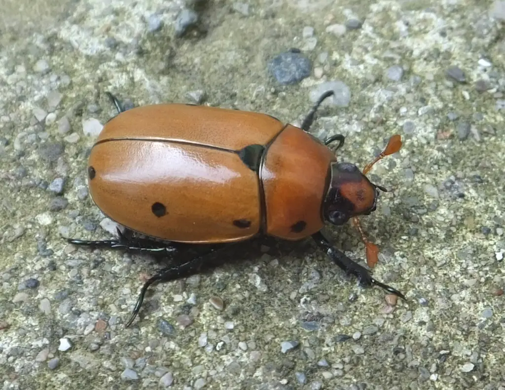 Grapevine beetle with black spots