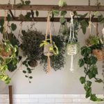Top 9 Hanging Plants For Low Light - The Winning Combination For Tropical Vibe