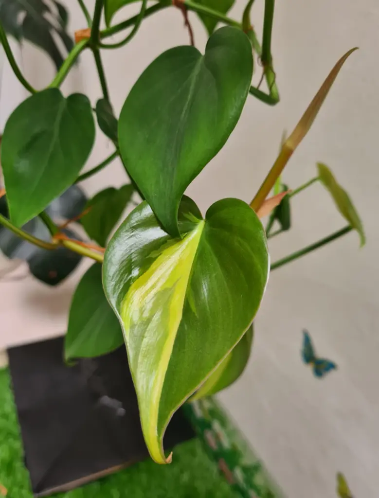Heart-Shaped Philodendron