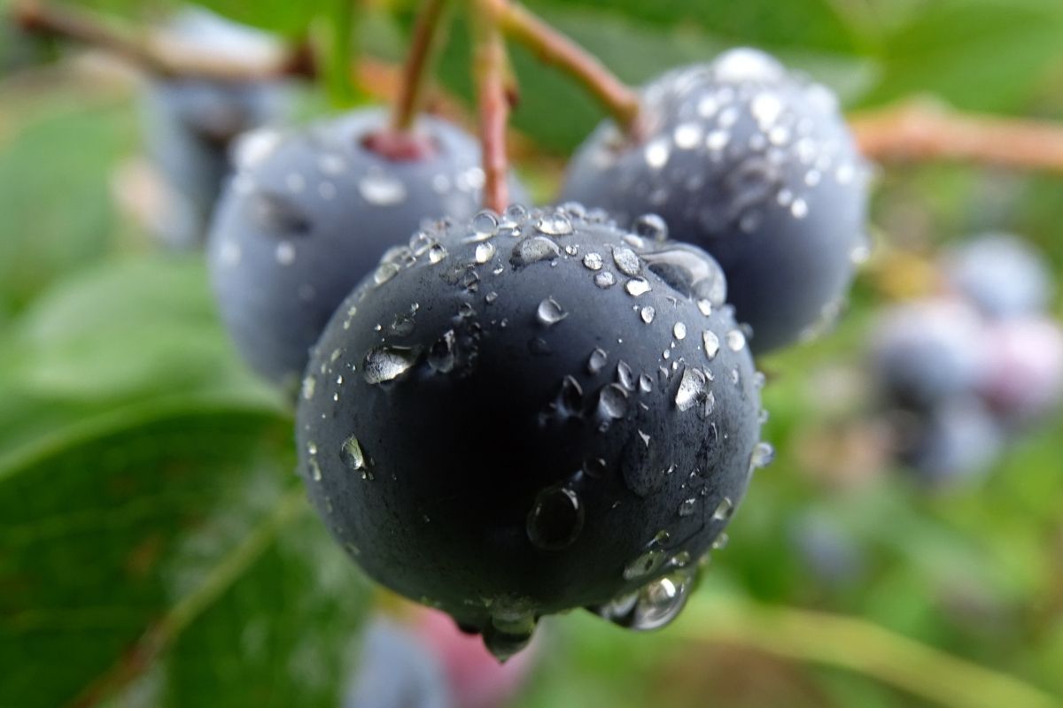 huckleberry Fruits That Start With H