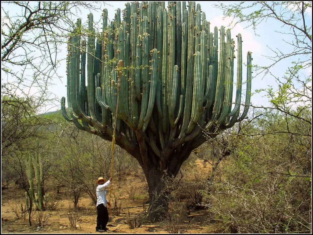 Huge cactus. Is cactus a flower a plant or a tree