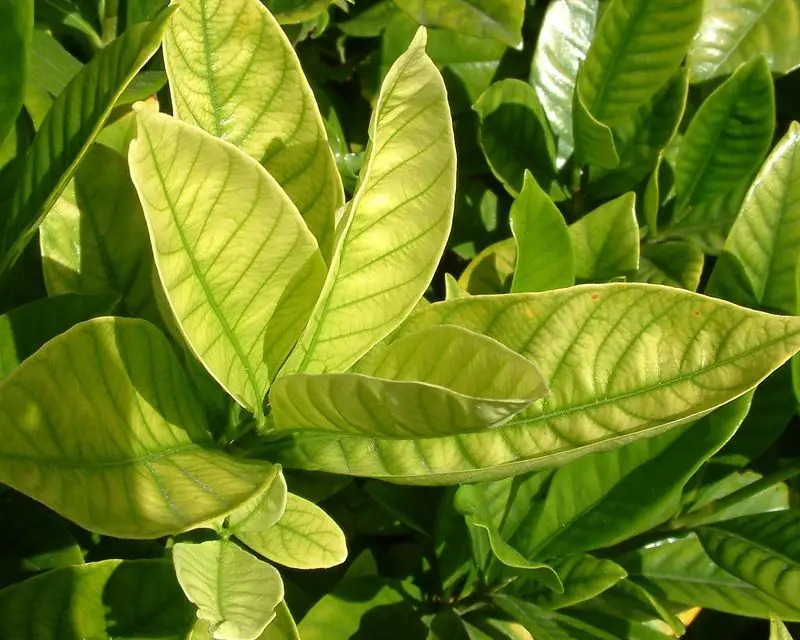 Iron deficiency in plants