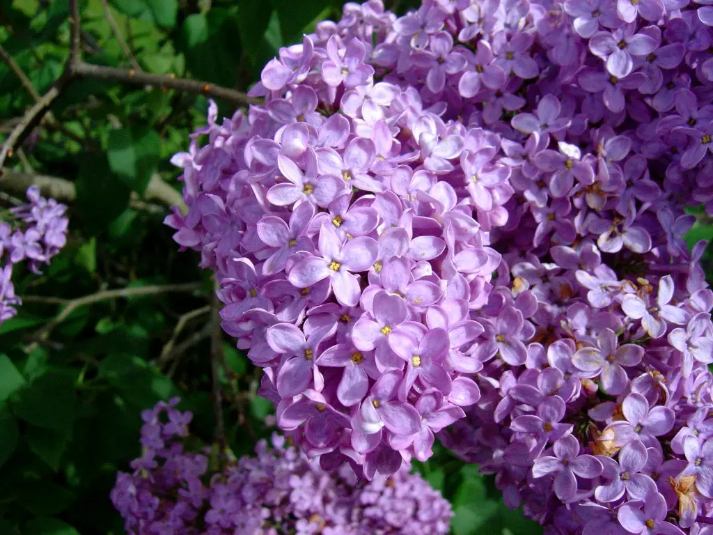 lilac flowers ph nutrient availability