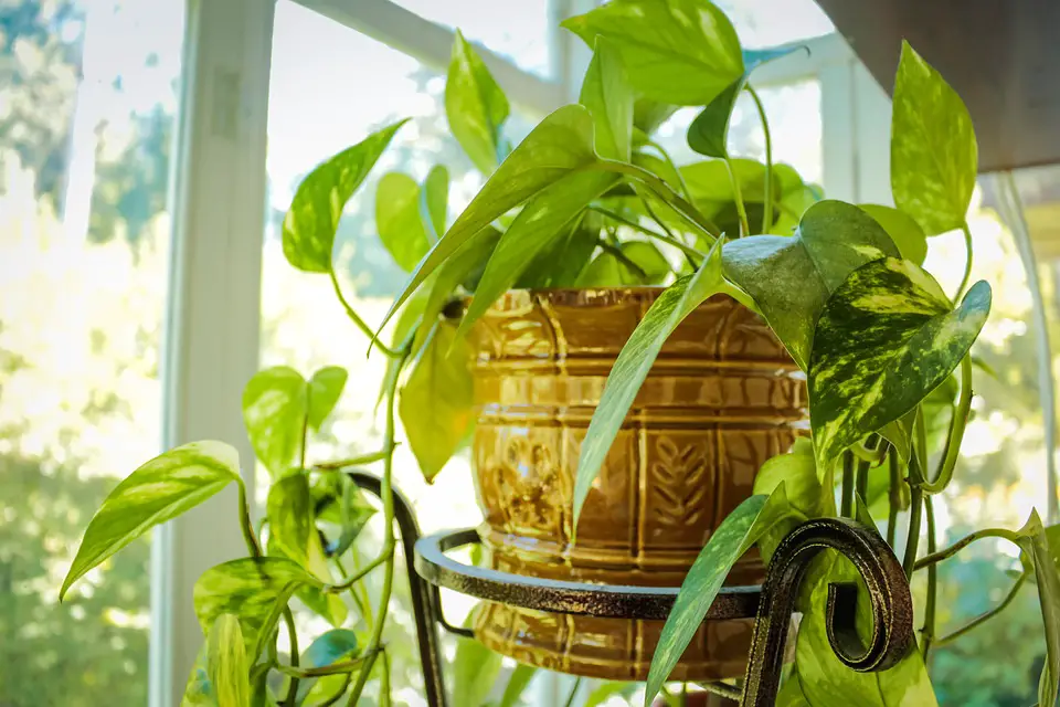 What are the Effective Ways to Fix Nitrogen Toxicity in Houseplants?
