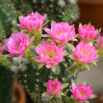 8 Useful Varieties of Pink Cactus for Indoors and Outdoors