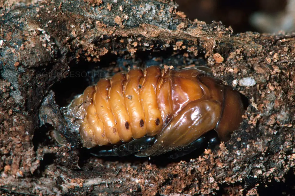Pupal stage