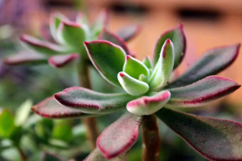 30 Vibrant Types of Red Succulents for Indoor and Outdoor Gardens
