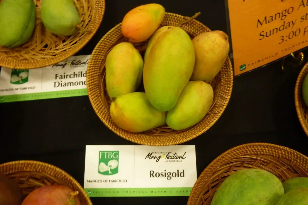 rosigold mango