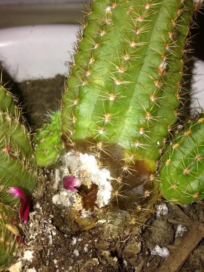 Rotting cactus - why does a cactus turn yellow and brown how to save it