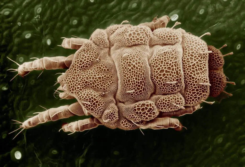 What are Russet Mites?