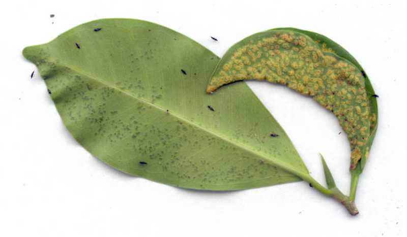 Excretions of thrips on houseplants or indoors
 