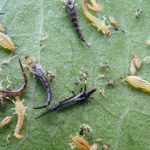 What Are The Best Practices To Get Rid Of Thrips On Houseplants?