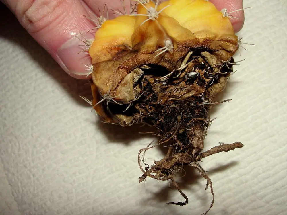 Wet soil, root rot. Why does a cactus turn yellow and brown how to save it