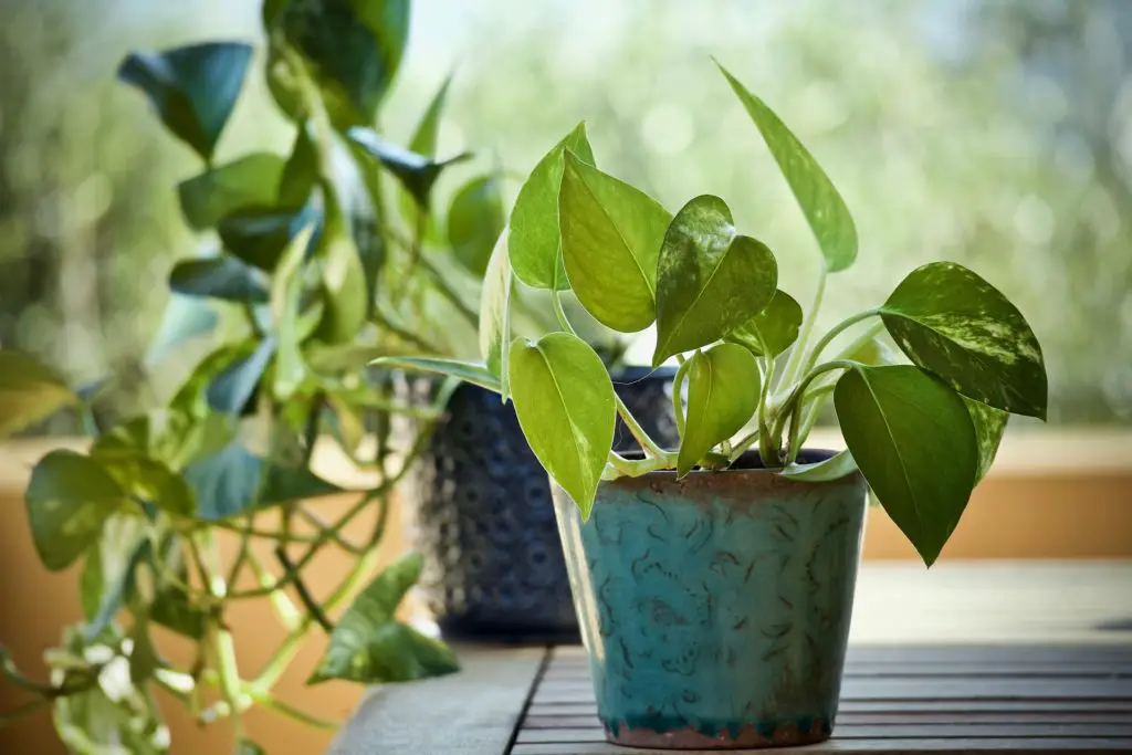 How to fix pothos leaves curling