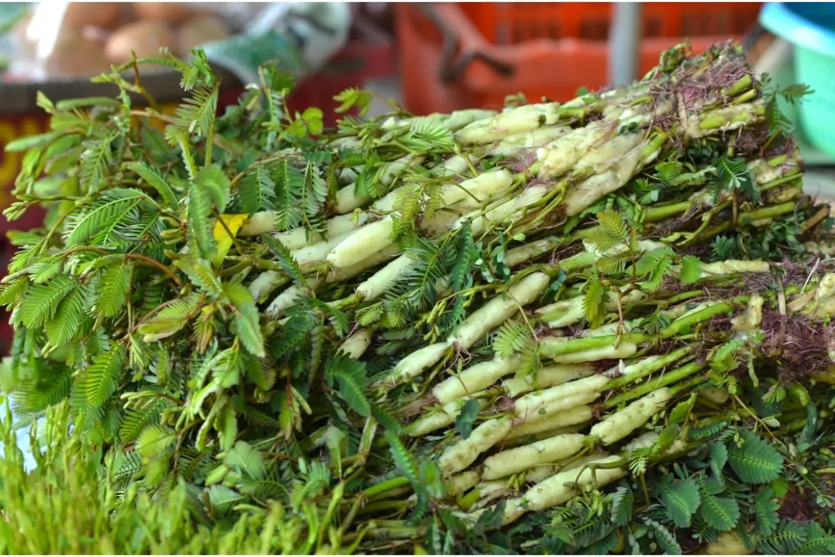 ឆ្ងាញ់ណាស់! The Ultimate Guide to Cambodian Veggies