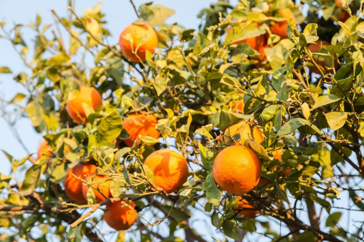 Clementine Orange Tree