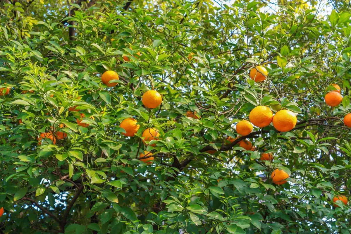 13 Awesome Orange Trees (Including Pictures)