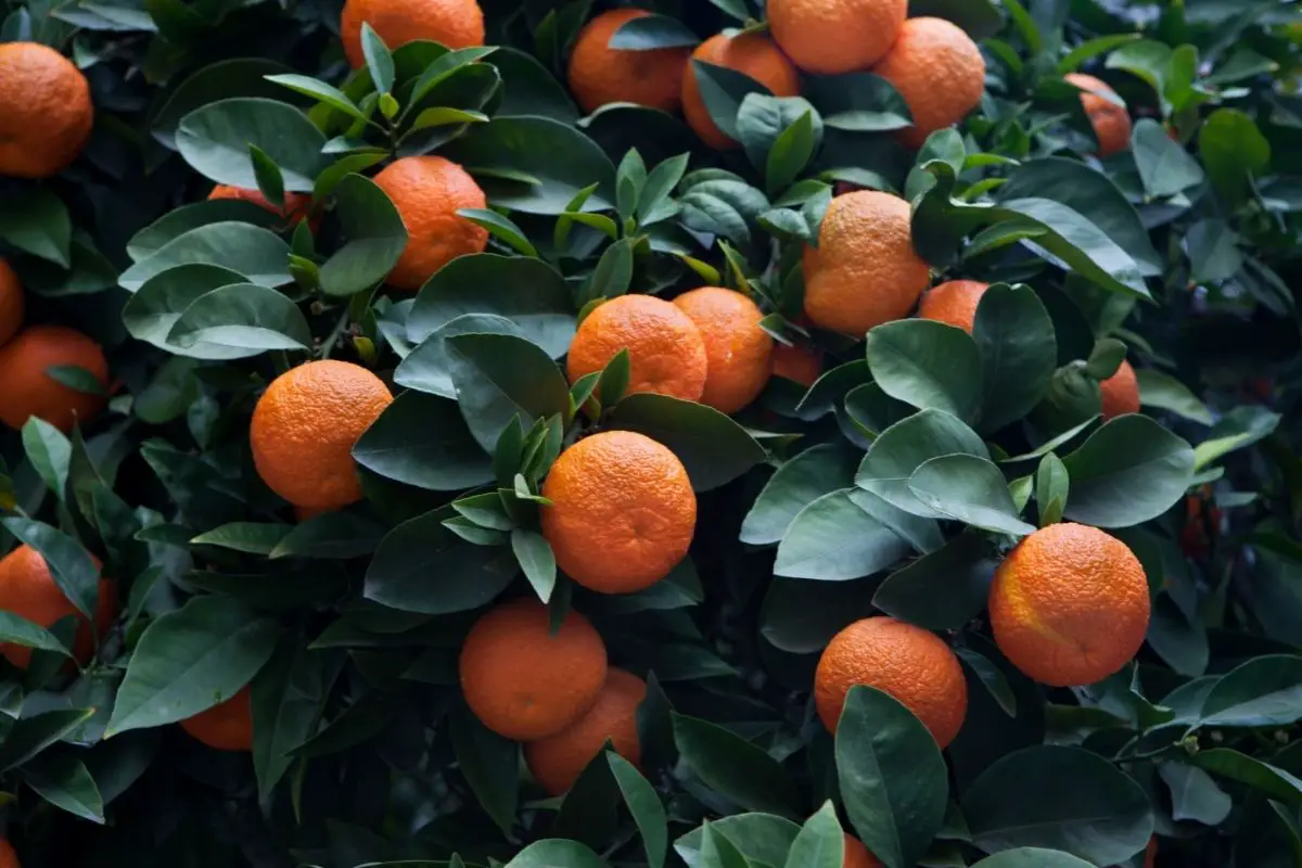 Bitter Orange Tree: