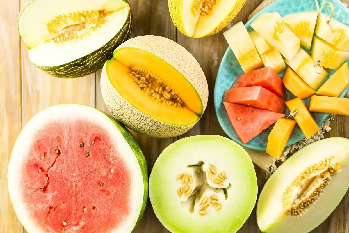 14 Melon Fruits 