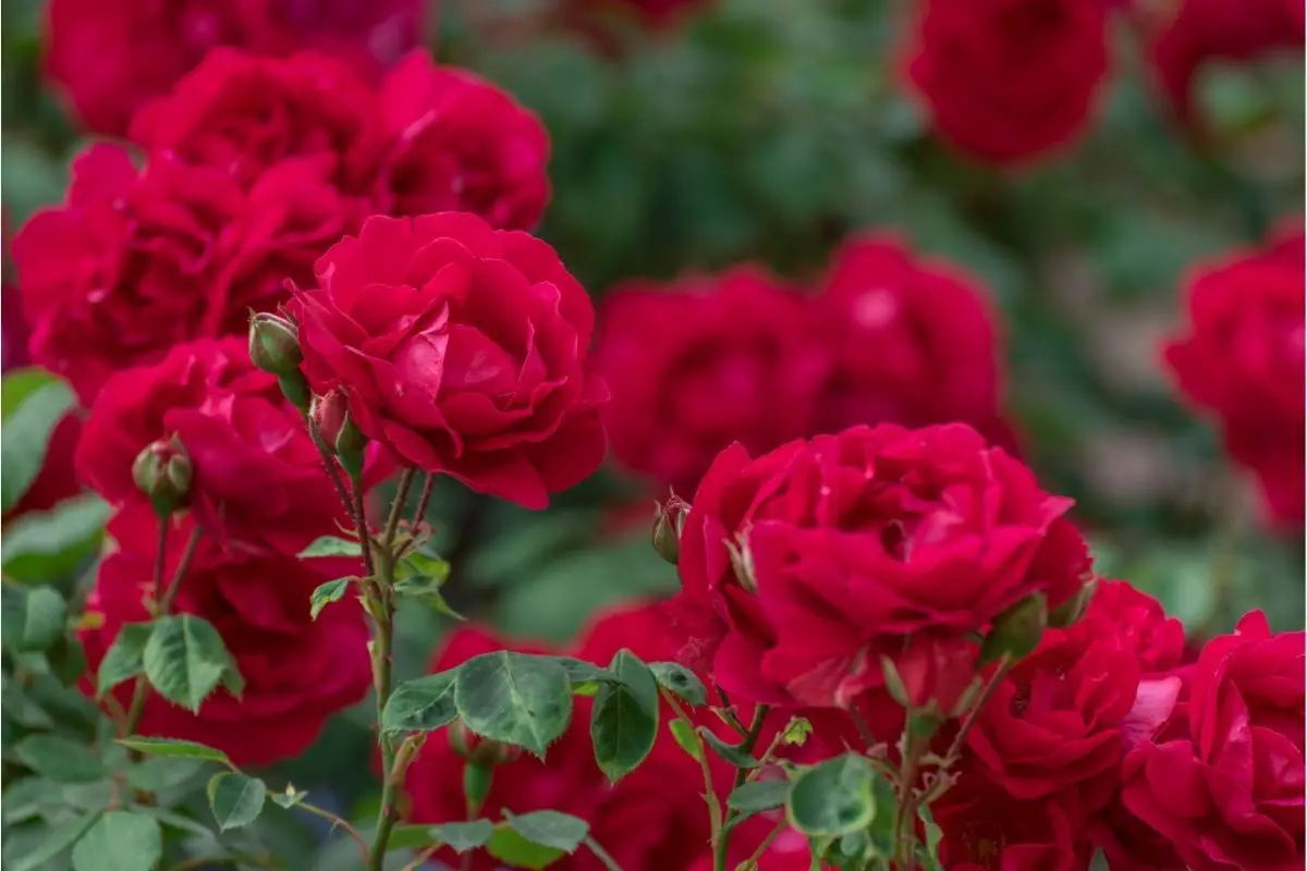 14 Ways To Prolong The Lifespan Of Your Roses