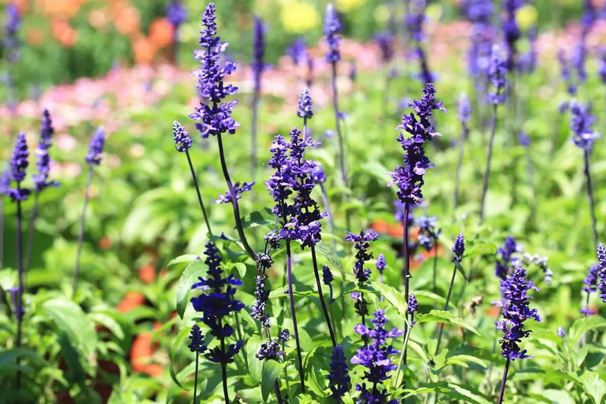 16 Stunning Sage Plants (Including Pictures)