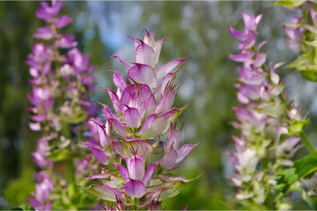 16 Stunning Sage Plants (Including Pictures)
