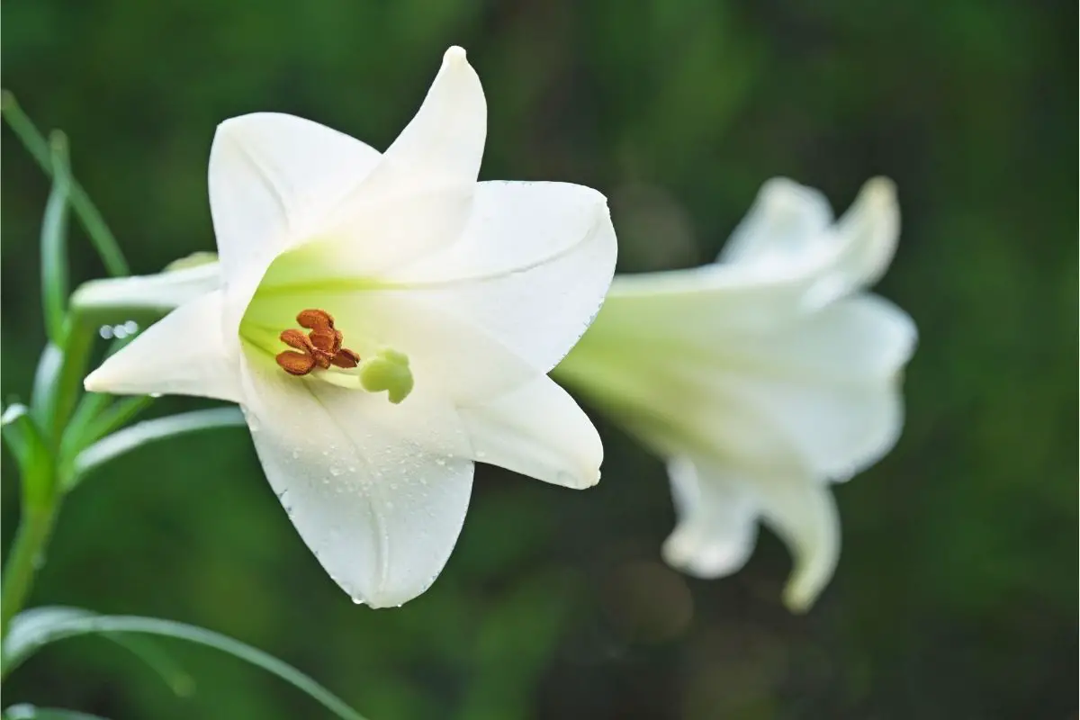 Easter Lilies (Lilium Longiflorum) Irish flowers