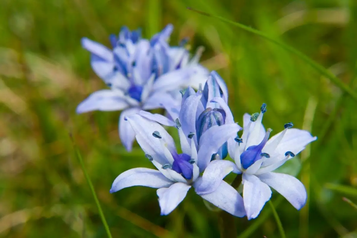 17 Fascinating Irish Flowers (With Pictures)