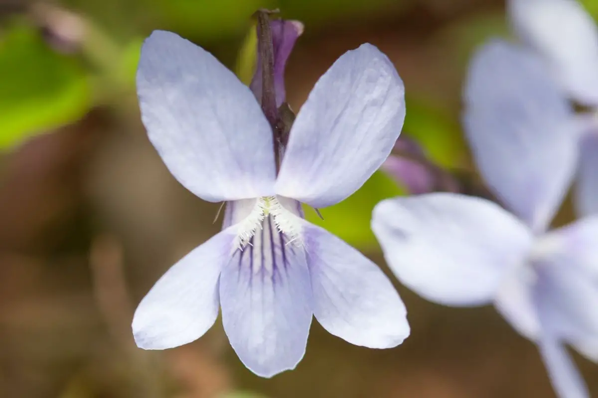 Early Dog Violet (Viola Reichenbachiana)