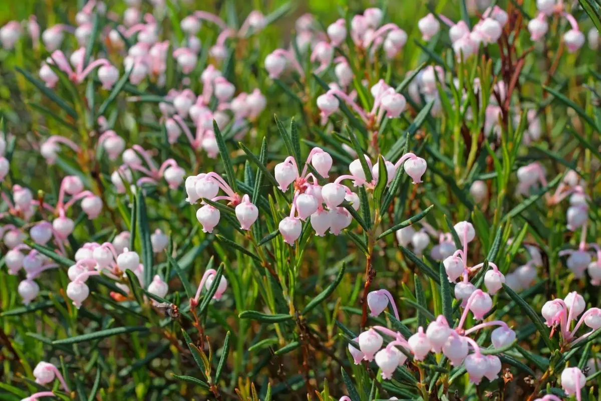 Bog Rosemary (Andromeda Polifolia)  Irish flowers