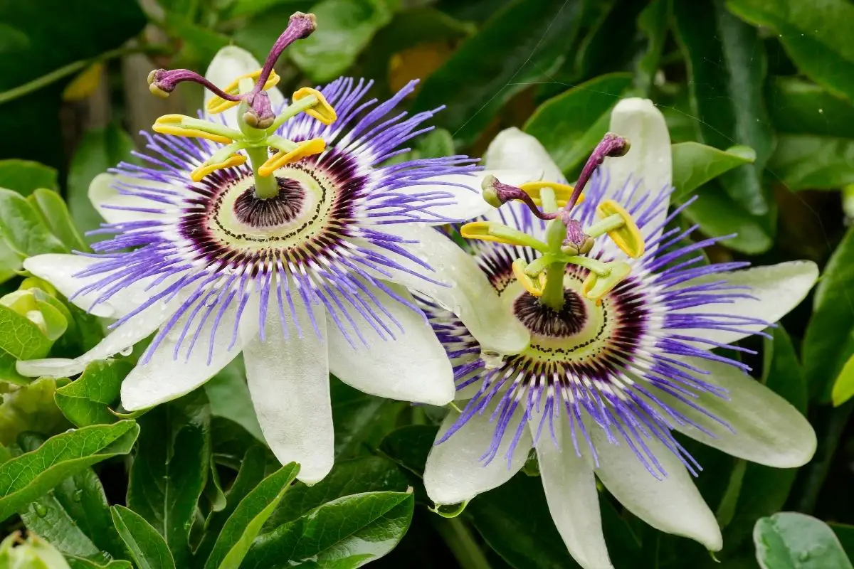 20 Magnificent Mexican Flowers (With Pictures)