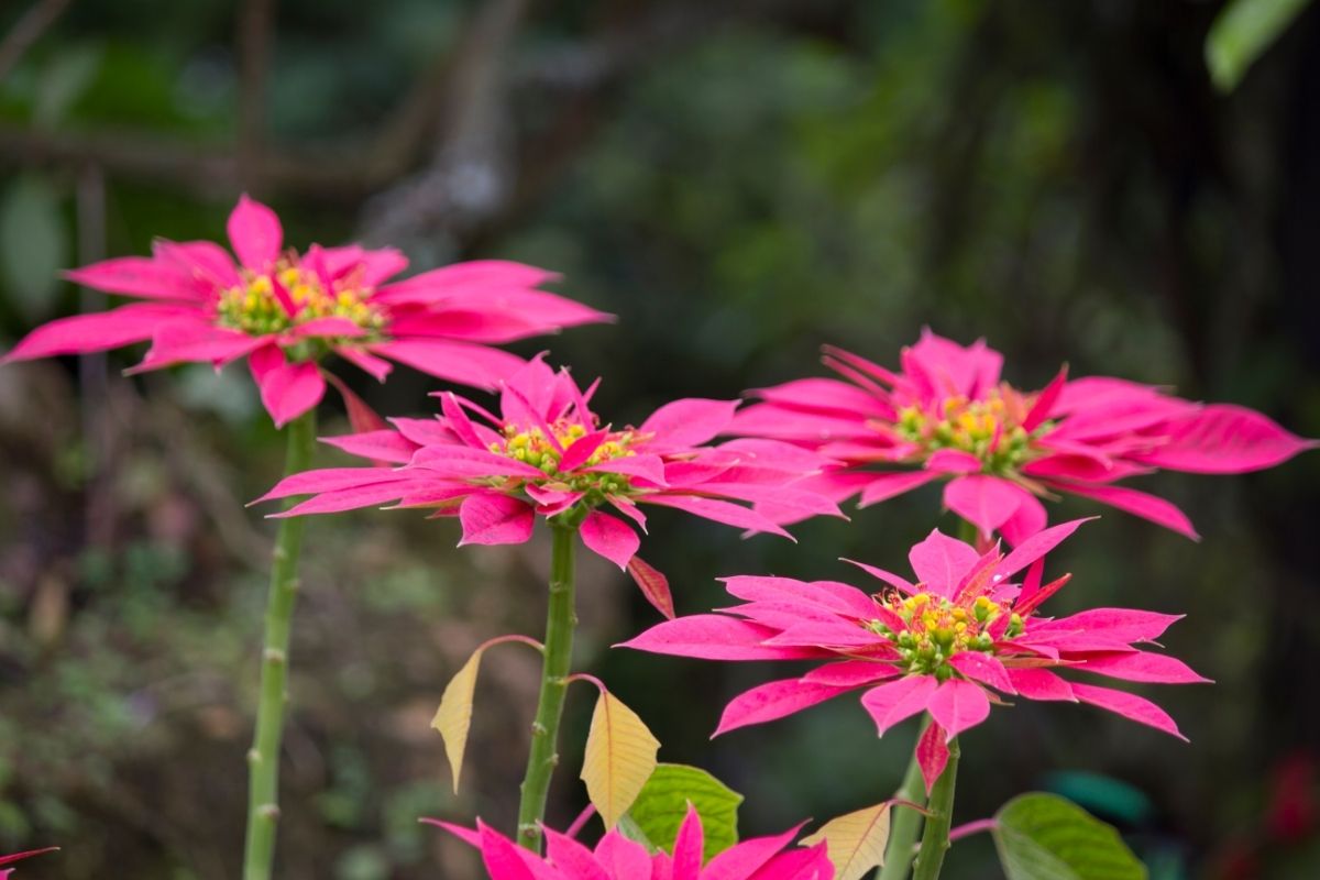 20 Pretty Pink Plants (Including Pictures)
