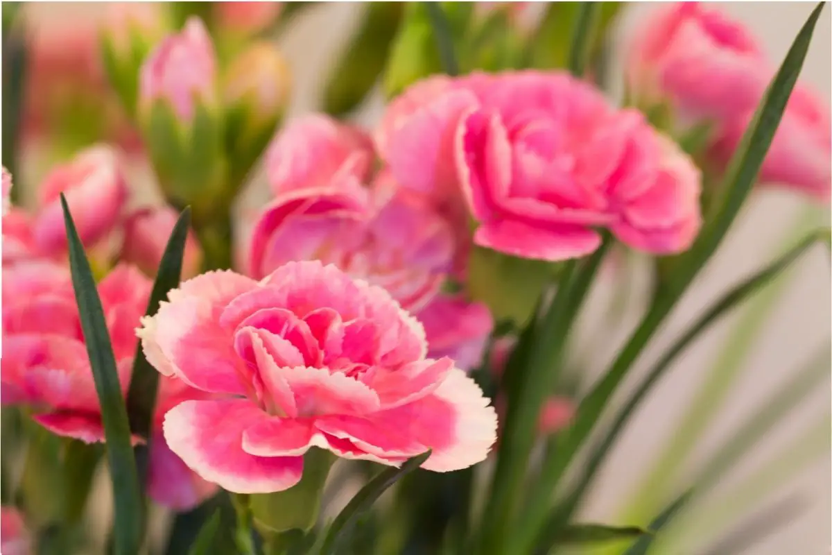 Carnations Pink Plants 