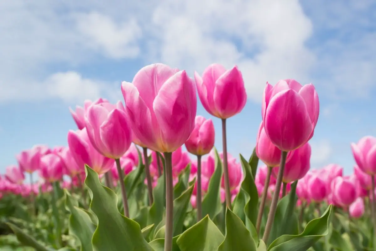 Pretty Pink Plants Tulips