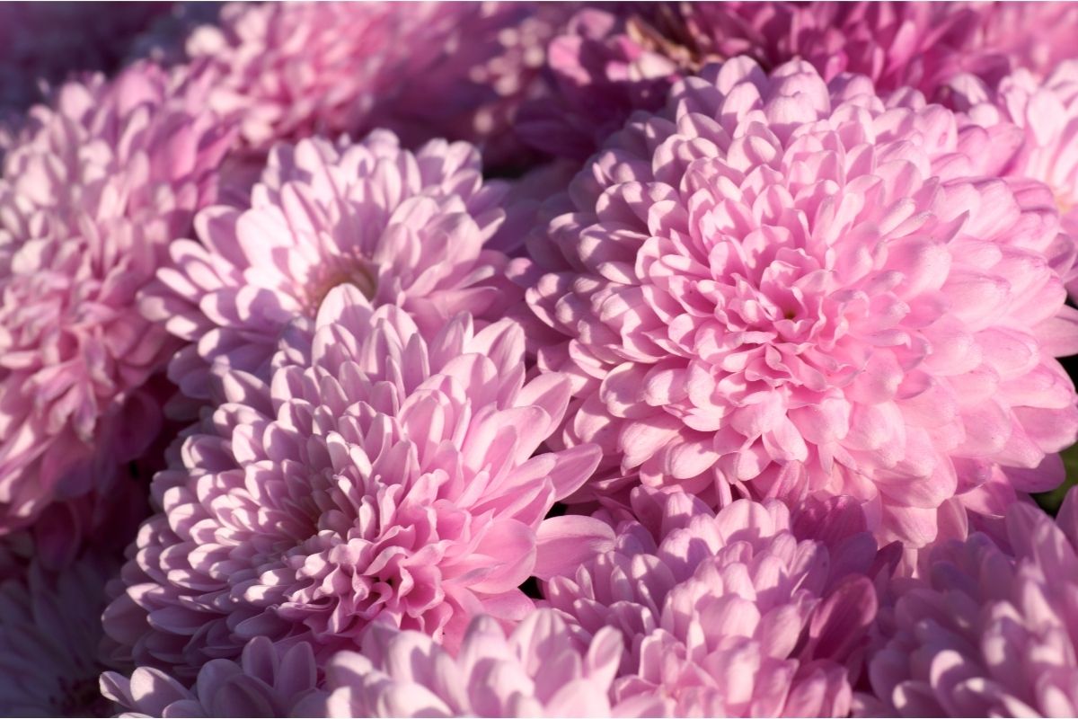 Chrysanthemums Pink Plants