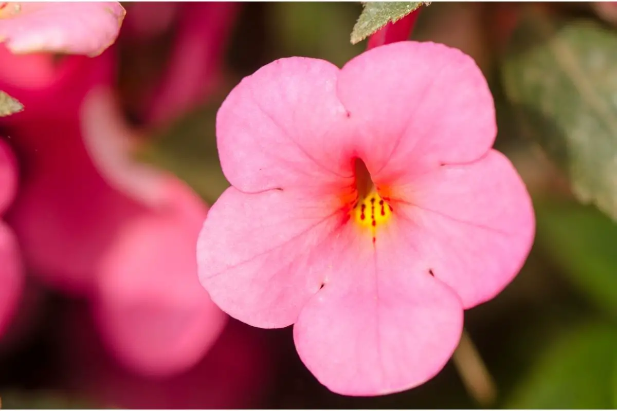 Achimenes Plants That Start With A