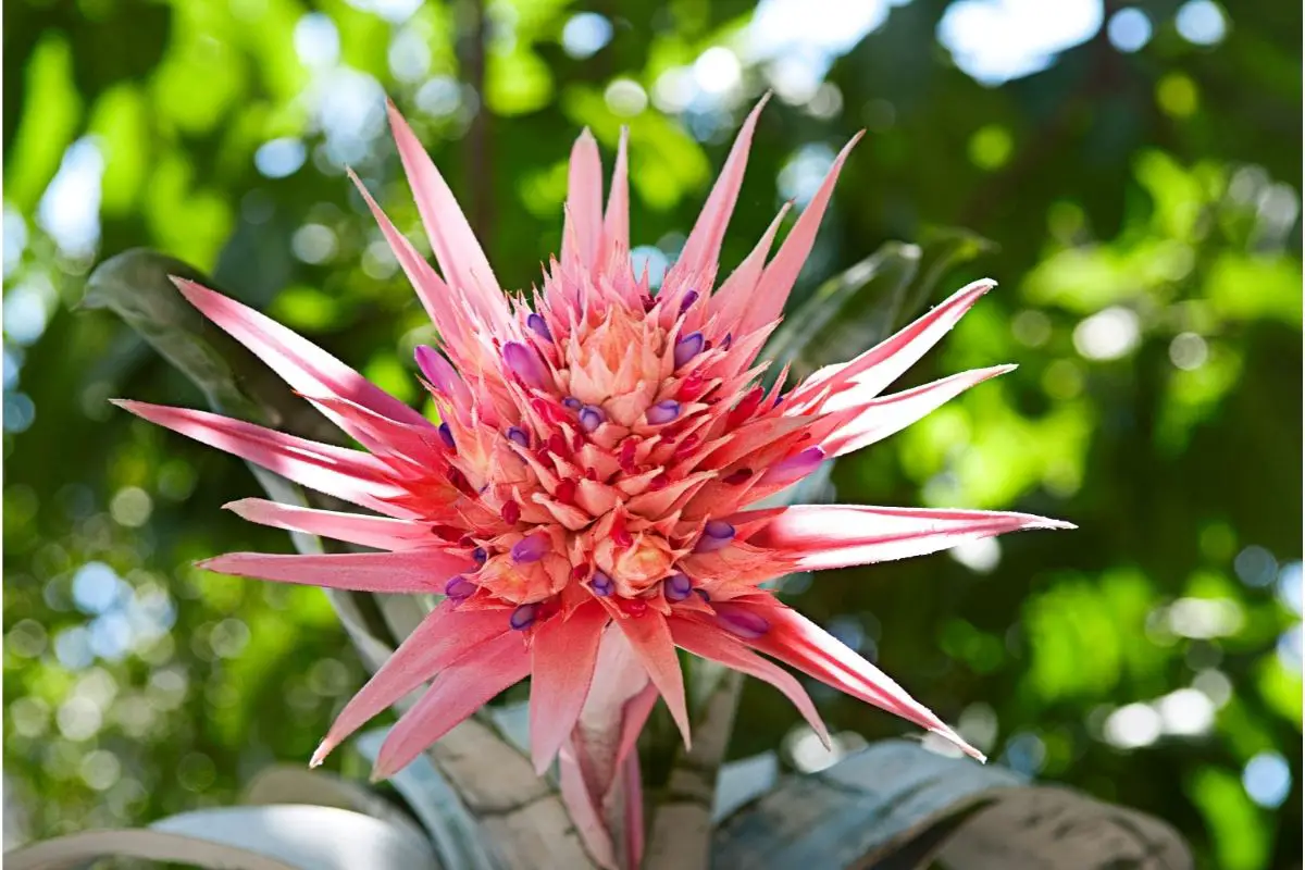 Aechmea Plants That Start With A