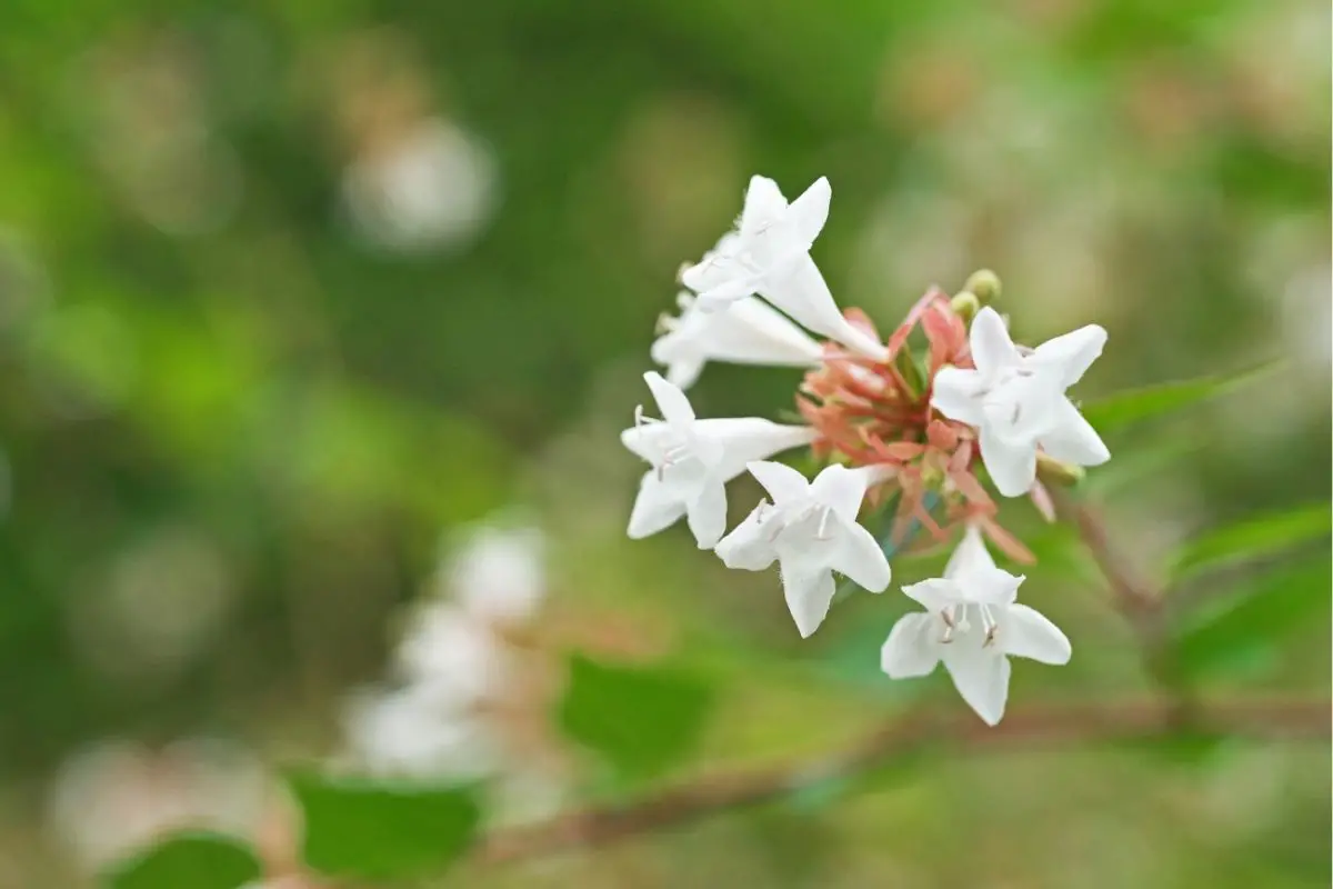 Abelia Plants That Start With A