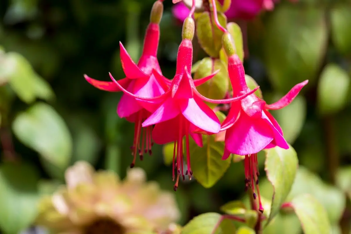 21 Types Of Fuchsia Plants & Reasons Why Fuchsia Plants Are So Popular (With Pictures)