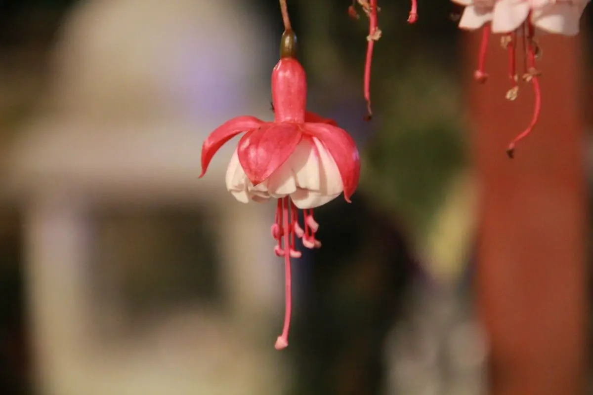 Fuchsia Hybrida