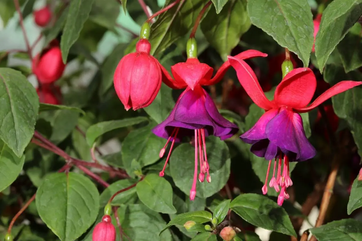 21 Types Of Fuchsia Plants & Reasons Why Fuchsia Plants Are So Popular (With Pictures)