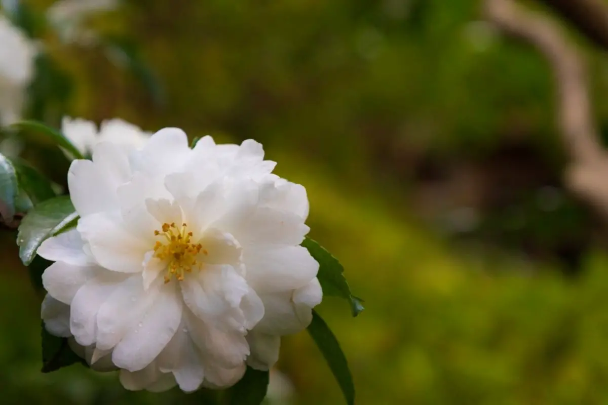 25 Lovely Japanese Flowers (With Pictures)