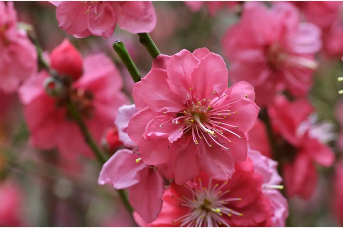 25 Lovely Japanese Flowers (With Pictures)